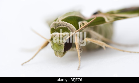 Daphnis Nerii. Oleander Hawk Moth auf weißem Hintergrund Stockfoto