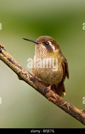 Gesprenkelter Kolibri (Adelomyia Melanogenys) thront auf einem Ast in Tandayapa Tal von Ecuador. Stockfoto