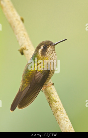 Gesprenkelter Kolibri (Adelomyia Melanogenys) thront auf einem Ast in Tandayapa Tal von Ecuador. Stockfoto