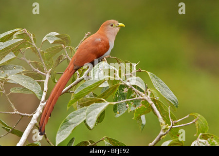 Eichhörnchen-Kuckuck (Piaya Cayana) thront auf einem Ast in Tandayapa Tal von Ecuador. Stockfoto