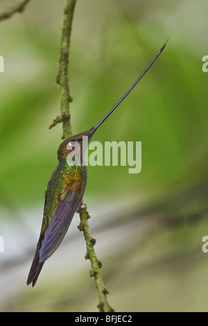 Schwert-billed Kolibri (Ensifera Ensifera) thront auf einem Ast in der Nähe von Papallacta Pass im Hochland von Zentral Ecuador. Stockfoto