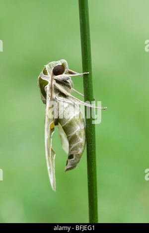 Daphnis nerii,. Oleander Hawk moth. ruht auf einem Betrieb stammen. Indien Stockfoto