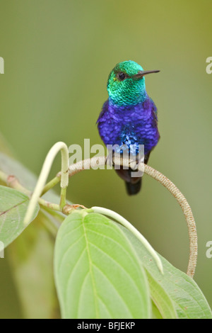 Violett-bellied Kolibri (Damophila Julie) thront auf einem Ast im Buenaventura Lodge in Südwest-Ecuador. Stockfoto