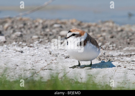 Seeregenpfeifer (Charadrius Alexandrinus) - Seeregenpfeifer Stockfoto