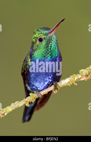 Violett-bellied Kolibri (Damophila Julie) thront auf einem Ast im Buenaventura Lodge in Südwest-Ecuador. Stockfoto