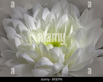 Weiße Chrysantheme Stockfoto