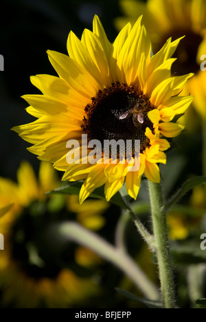 Helianthus Annuus 'Little Leo', Sonnenblume Stockfoto