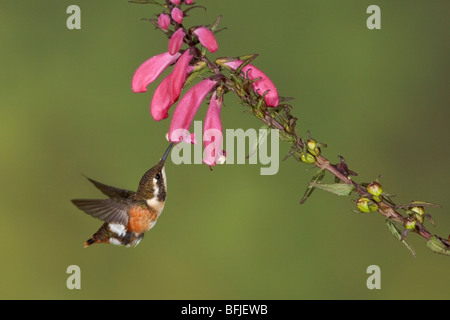 White-bellied Woodstar (Chaetocercus Mulsant) Fütterung auf eine Blume während des Fluges in der Guango Lodge in Ecuador. Stockfoto