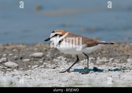 Seeregenpfeifer (Charadrius Alexandrinus) - Seeregenpfeifer Stockfoto