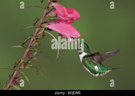 White-bellied Woodstar (Chaetocercus Mulsant) Fütterung auf eine Blume während des Fluges in der Guango Lodge in Ecuador. Stockfoto