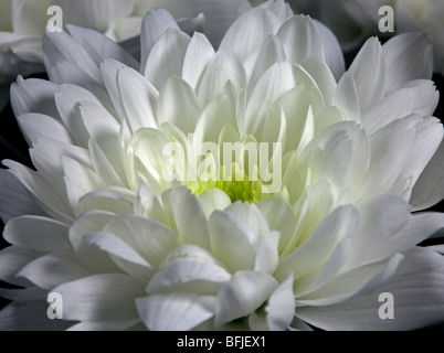 Weiße Chrysantheme Stockfoto