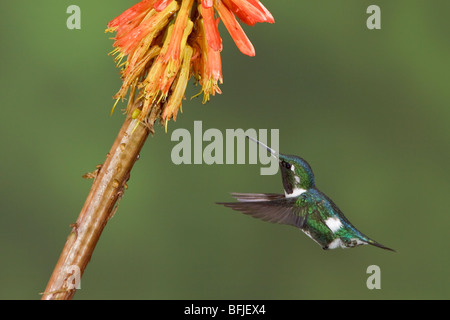 White-bellied Woodstar (Chaetocercus Mulsant) Fütterung auf eine Blume während des Fluges in der Guango Lodge in Ecuador. Stockfoto