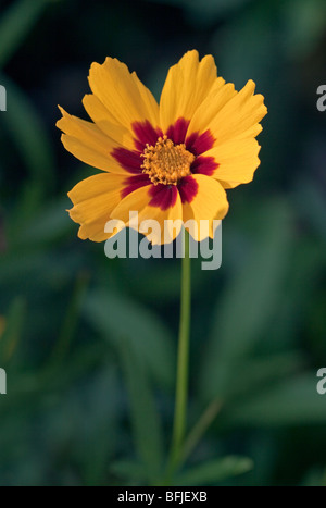 Coreopsis Lanceolata Sterntaler Stockfoto