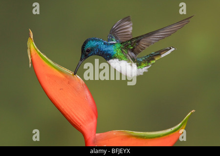 Weiß-necked Jakobiner (Florisuga Mellivora) Fütterung auf eine Blume während des Fluges in der Bueneventura Lodge in Südwest-Ecuador. Stockfoto