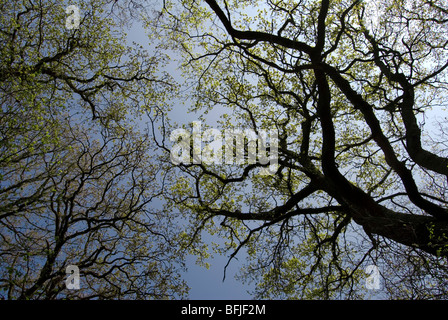 Englische Eichen, Quercus robur Stockfoto