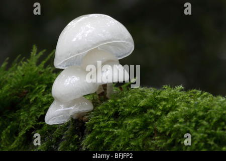 Porzellan-Pilz, Oudemansiella Mucida auf Niederlassung in Sussex, UK Stockfoto