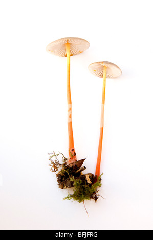 MYCENA CROCATA, "SAFFRONDROP MOTORHAUBE. PILZE, PILZ Stockfoto