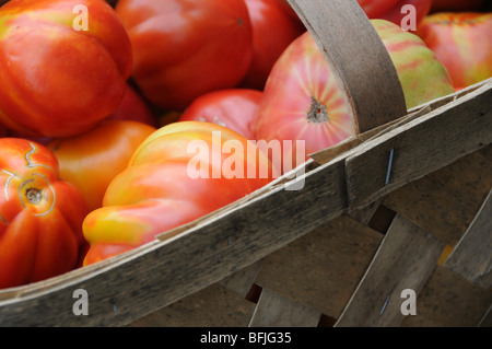 Frisch gepflückt Urtomaten in Holz Korb Stockfoto