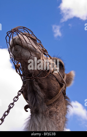 Kamelreiten in Lanzarote, Kanarische Inseln. Stockfoto