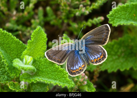 Blauer Schmetterling Silber verziert Stockfoto