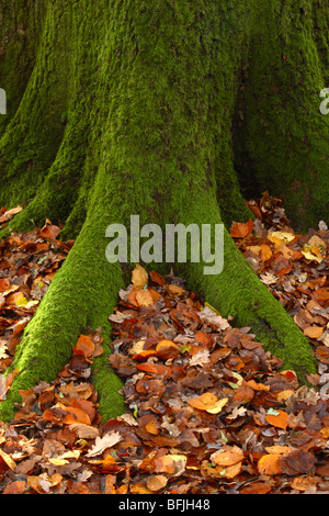 Moos bedeckte Baumwurzeln, abgedeckt durch ein Bett von Herbstlaub im Wald in Downley, High Wycombe, Buckinghamshire, Großbritannien Stockfoto