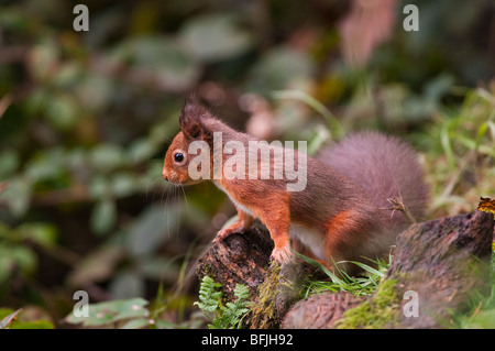 Eichhörnchen (Sciurus Vulgaris) Stockfoto