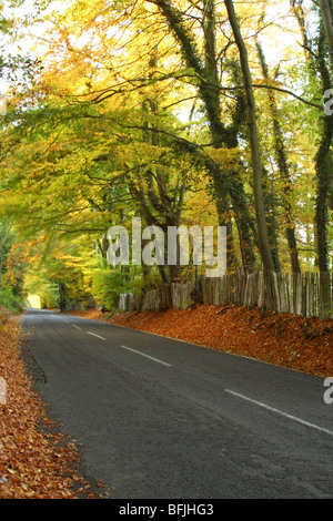 Herbstlandschaft entlang Chinnor Road, Bledlow Ridge, Buckinghamshire, Großbritannien Stockfoto