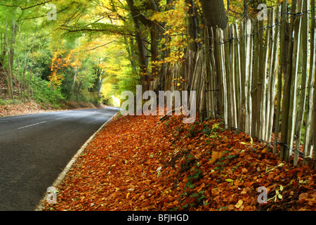 Herbstlandschaft entlang Chinnor Road, Bledlow Ridge, Buckinghamshire, Großbritannien Stockfoto