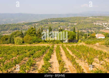 Landschaft mit Weinreben in La Cadiere Var Region Südfrankreich Stockfoto