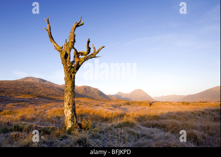 Toter Baum auf Rannoch Moor, Schottland. Stockfoto