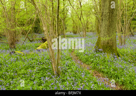 Pfad durch Bluebell-Wald in altem Haselnusswald mit Standard-Eichen in der Nähe von Petworth, West Sussex, Großbritannien. April, South Downs National Park Stockfoto