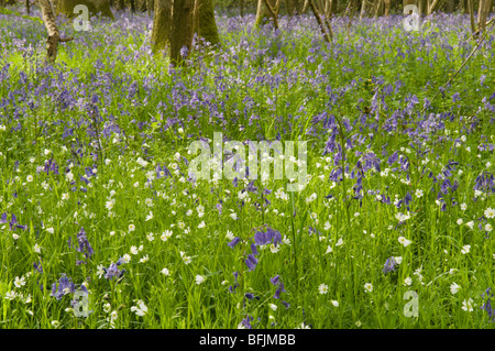 Bluebell (Endymion non-skriptingunterbrechung) oder (Hyacinthoides non-skriptingunterbrechung) mit größerer Sternmiere (Stellaria holostea) im Hazel Niederwald, Sussex, UK, Stockfoto