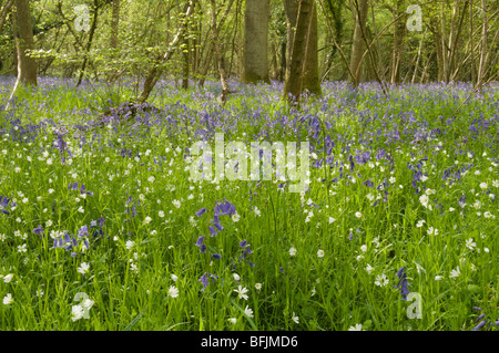 Bluebell (Endymion non-skriptingunterbrechung) oder (Hyacinthoides non-skriptingunterbrechung) mit größerer Sternmiere (Stellaria holostea) im Hazel Niederwald, Sussex, UK, Stockfoto