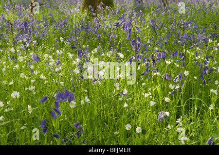 Bluebell (Endymion non-skriptingunterbrechung) oder (Hyacinthoides non-skriptingunterbrechung) mit größerer Sternmiere (Stellaria holostea) im Hazel Niederwald, Sussex, UK, Stockfoto