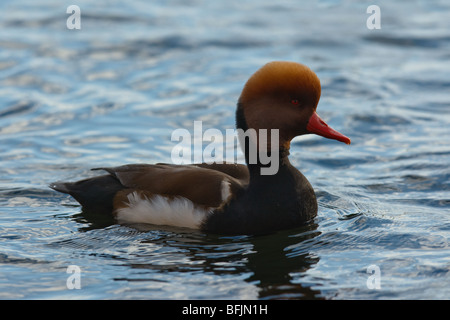 Männlichen rot-crested Tafelenten (Netta Rufina), St Ives, Cambridgeshire Stockfoto