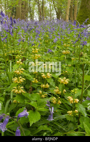 Glockenblumen in altem Haselnusswald mit gelbem Erzengel und Standard-Eichen in der Nähe von Petworth, West Sussex, Großbritannien. April, South Downs National Park Stockfoto