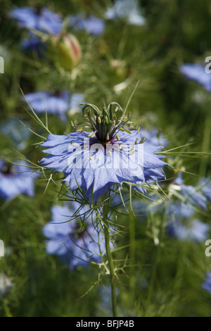 Eine Blume Nigella Damascena. Stockfoto