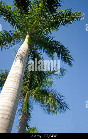 Niedrigen Winkel Ansicht einer Palme Stockfoto