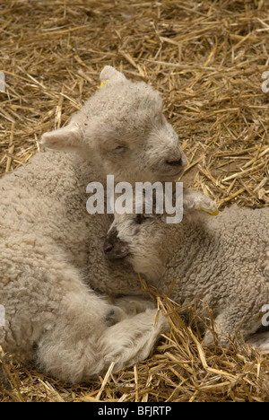 Zwei Lämmer schlafen im Stroh. Sussex, UK. März. Stockfoto