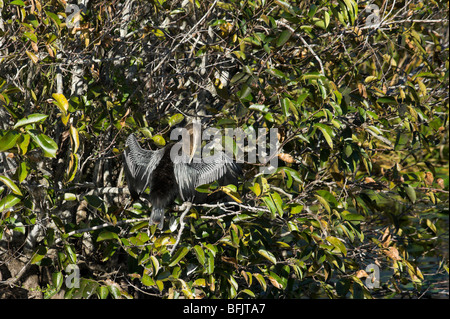 Ein Anhinga (Anhinga Anhinga) trocknen seine Federn in der Sonne, der Anhinga Trail, Royal Palm, Everglades National Park, Florida Stockfoto
