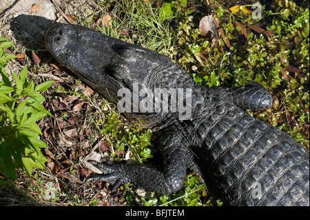 Ein amerikanischer Alligator (Alligator Mississippiensis) betrachtet der Anhinga Trail, Royal Palm, Everglades National Park, Florida Stockfoto