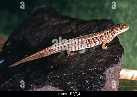 Alligator, Eidechse, Gerrhonotus SP. San Francisco, Kalifornien. USA Stockfoto