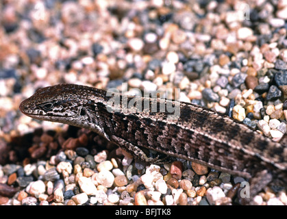 Alligator, Eidechse, Gerrhonotus SP. San Francisco, Kalifornien. USA Stockfoto