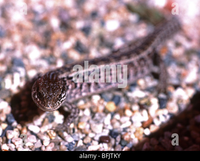 Alligator, Eidechse, Gerrhonotus SP. San Francisco, Kalifornien. USA Stockfoto