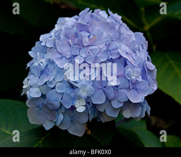 Blaue Hortensie Stockfoto
