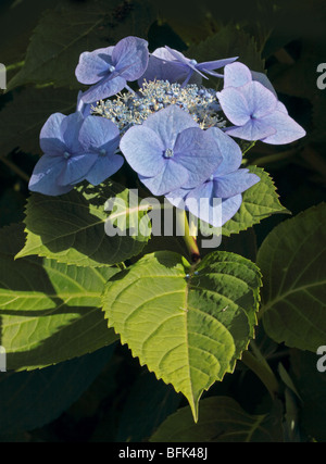 Hydrangea Macrophylla Mousme Stockfoto