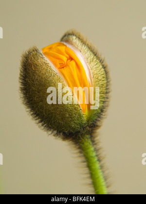 Nahaufnahme von einer einzigen gelbe Mohn öffnen aus der Knospe. Stockfoto