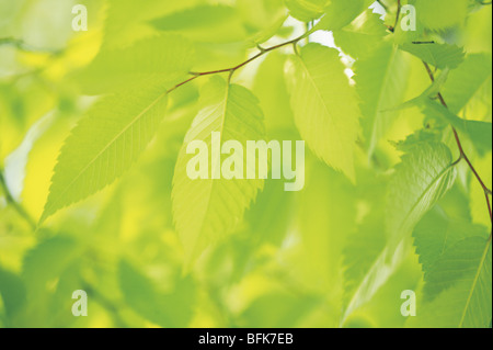 Zelkova Blätter Stockfoto