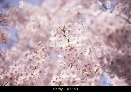 Cherry Blumen auf Zweig Stockfoto