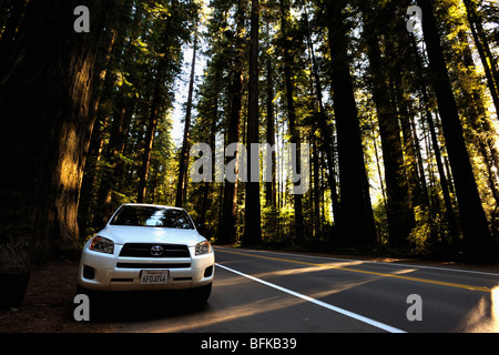 Parken in den coastal Redwood-Wäldern von Nord-Kalifornien, USA Stockfoto